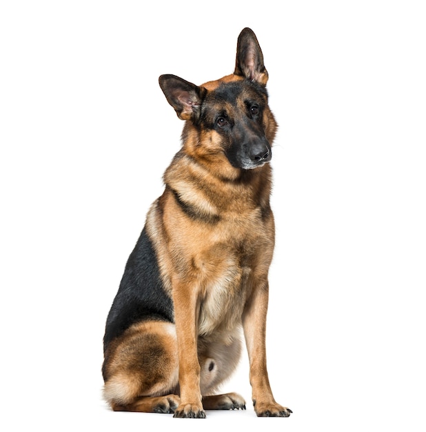 German Shepherd dog sitting against white background