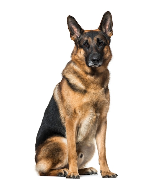 German Shepherd dog sitting against white background