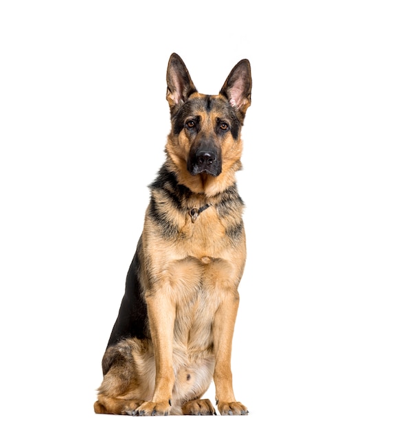 German Shepherd dog sitting, cut out