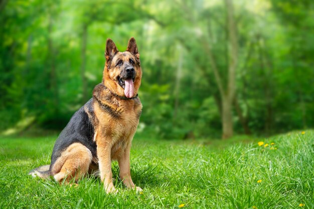 German shepherd dog sitting on the grass in the forest copy space