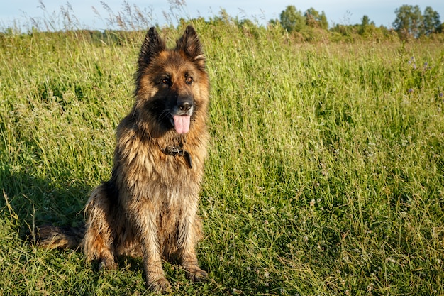 牧草地の緑の芝生に座っているジャーマン・シェパード犬。