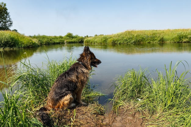 German shepherd dog sitting near the water. Dog on the river bank.