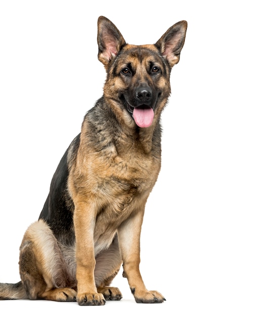 German Shepherd dog sitting and panting, cut out