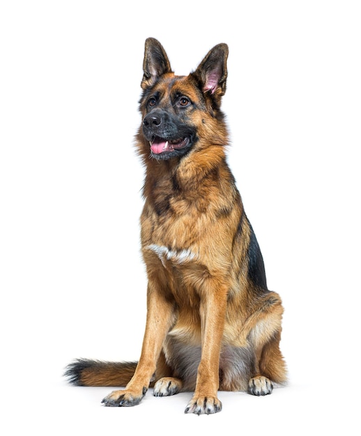 German Shepherd dog sitting panting and looking away