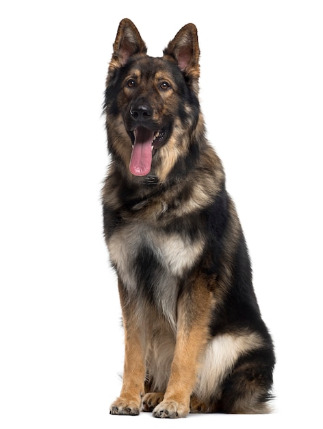 German Shepherd Dog sitting and sticking the tongue out isolated on white