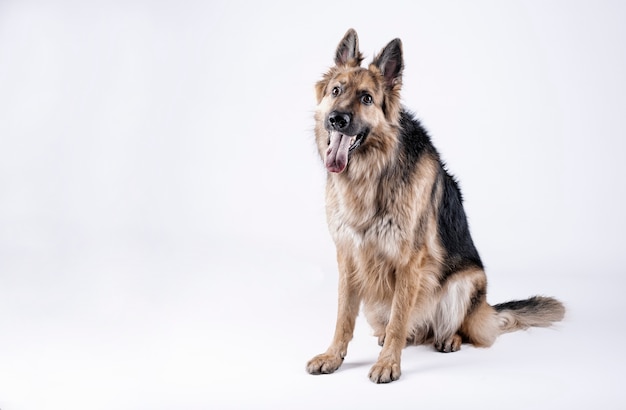 German shepherd dog sitting on a white floor