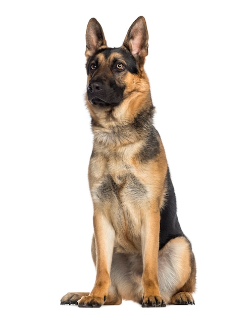 Photo german shepherd dog sitting