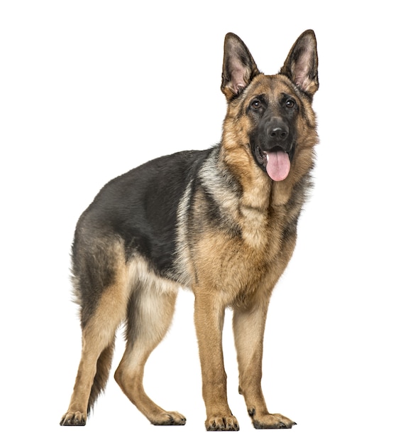 Photo german shepherd dog standing and panting, isolated on white