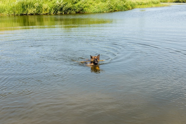 German shepherd dog swims in the water with a wooden stick in his teeth.