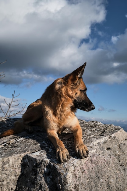 German shepherd dog travels in mountains