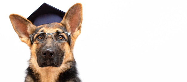 Un cane pastore tedesco che indossa un berretto da laurea e occhiali smart dog su uno spazio bianco per la copia del banner