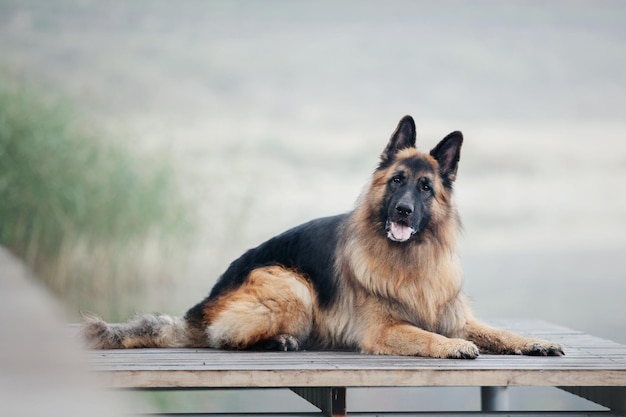 秋に葉を持つジャーマン ・ シェパード犬。自然の中の犬。秋の気分。落ち葉の牧羊犬