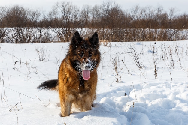 Cane da pastore tedesco con la lingua sporgente in piedi nella neve e agitando la coda