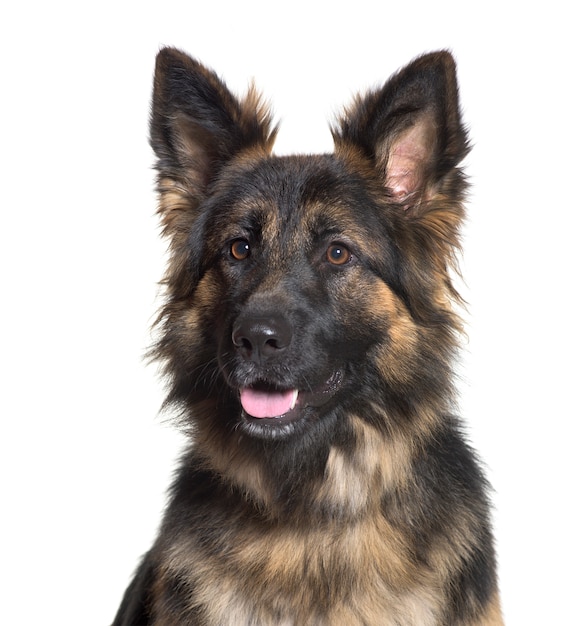 German Shepherd dog