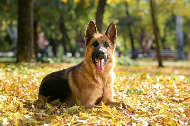 German shepherd dog