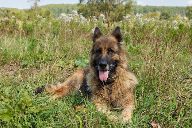 ジャーマンシェパード犬