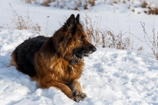 German shepherd dog