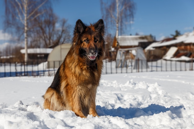 German shepherd dog