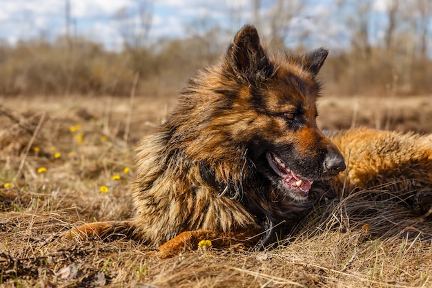 German Shepherd Dog