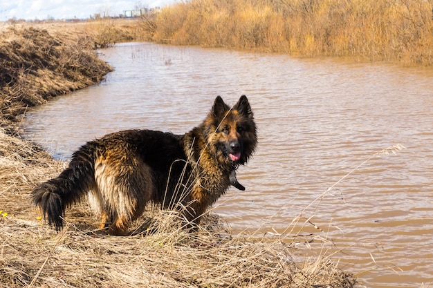 German Shepherd Dog