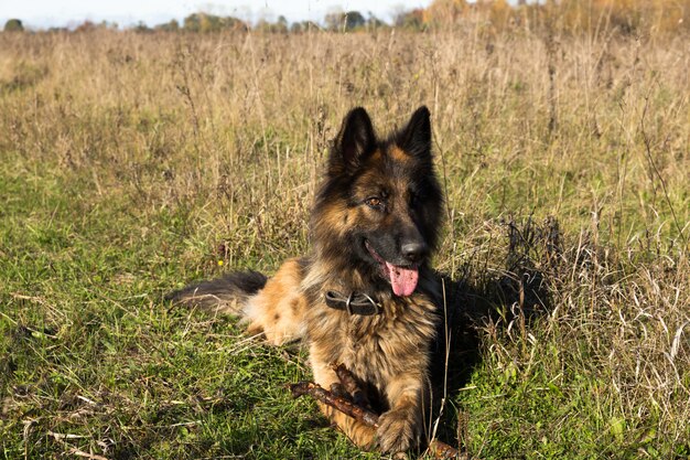 Photo german shepherd dog