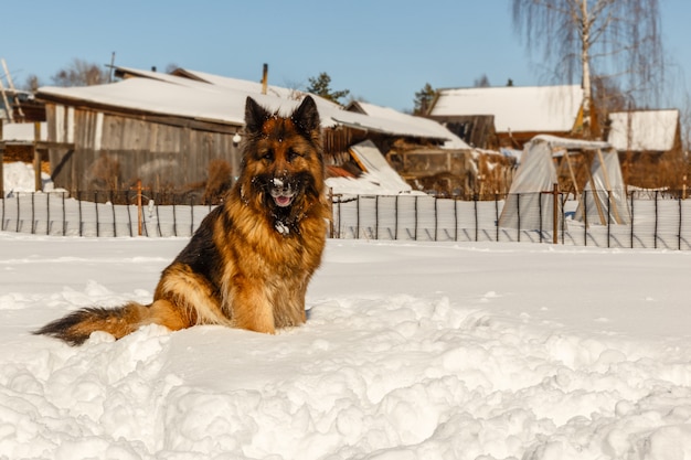 ジャーマン・シェパード犬