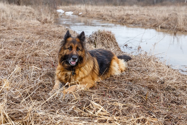 German shepherd dog