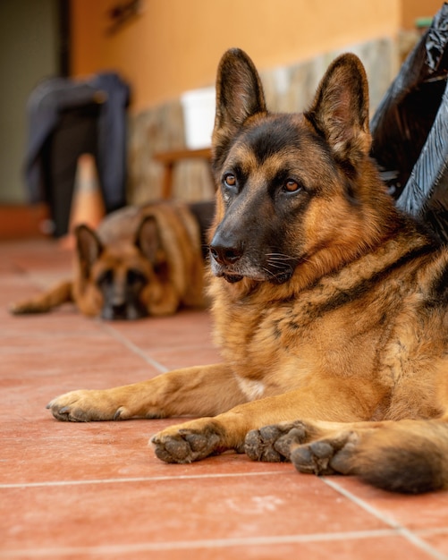 German shepherd dogs in the protection of the territory