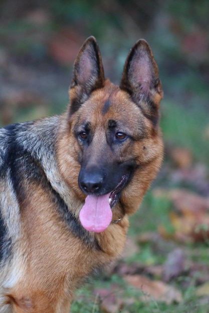 German shepherd on field