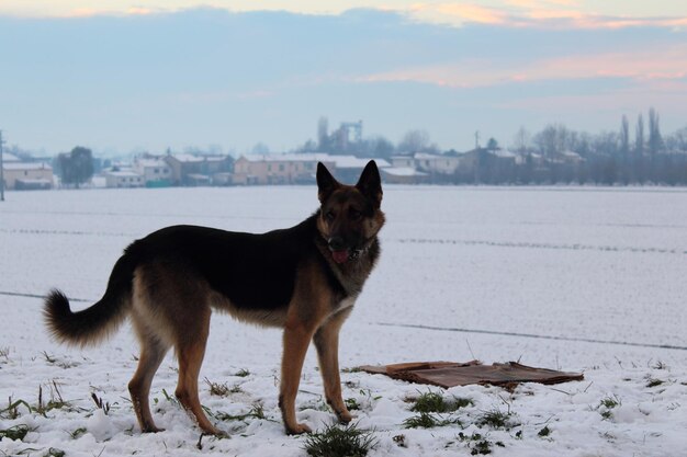 Photo german shepherd on field