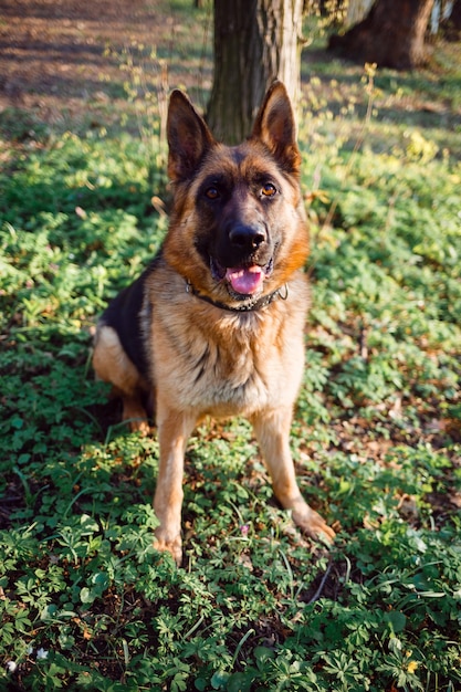 German shepherd in the forest in the spring at sunset