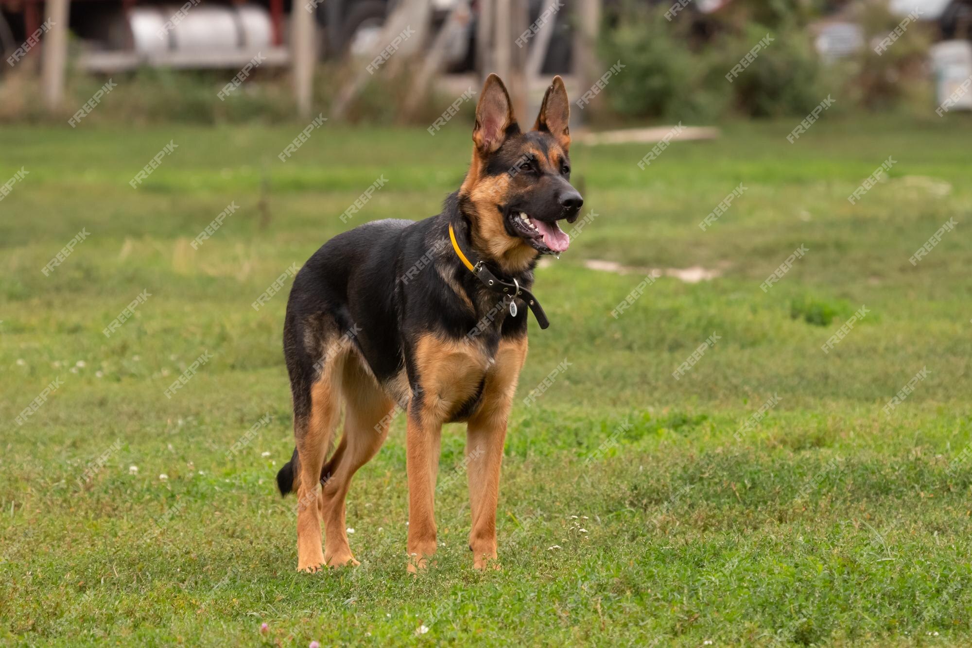 why train dog in german