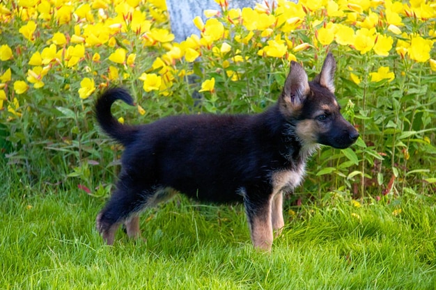 German shepherd in front of a natural green background