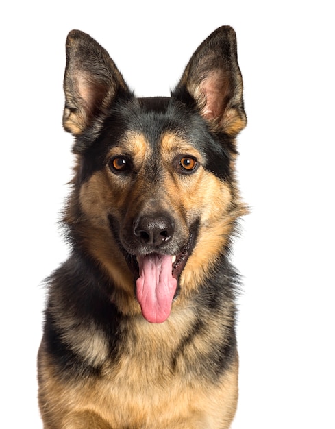 German Shepherd in front of white background