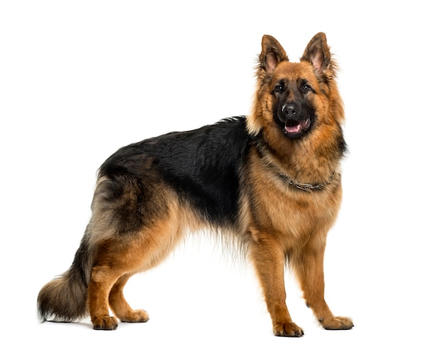 Photo german shepherd in front of white wall