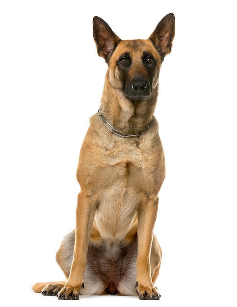 German Shepherd in front of a white wall