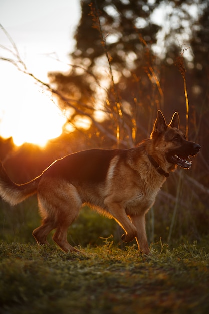 German shepherd at golden light