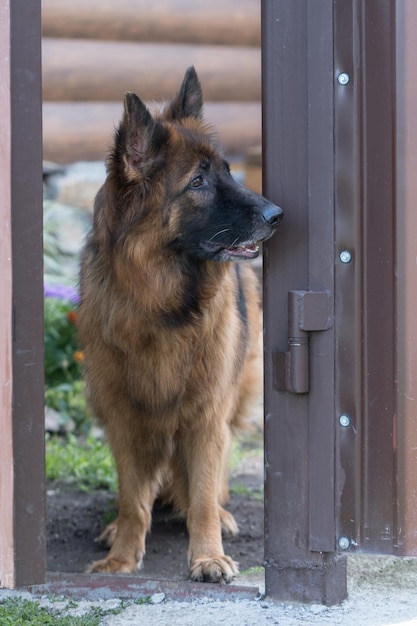 The german shepherd is a thoroughbred dog with long hair a\
guard dog stands at the gatepet outdoors