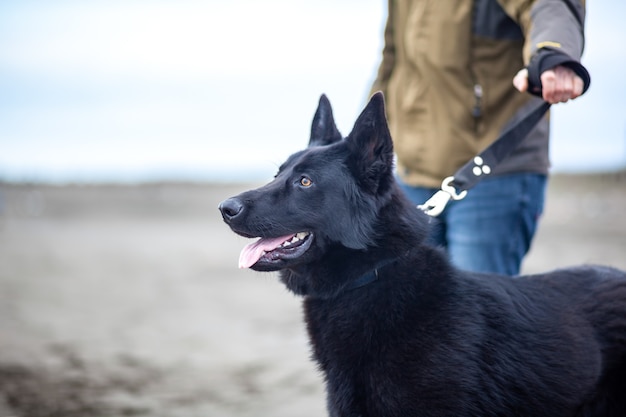 German Shepherd and its owner walk along shore of Black Sea, Poti