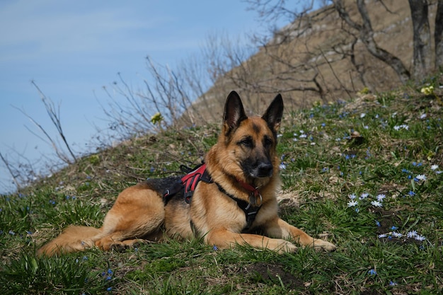 German Shepherd lies on green meadow among primroses on warm spring day Pet resting during rest stop