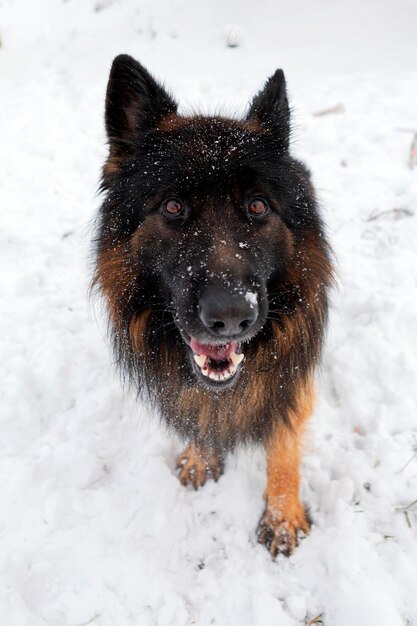 German shepherd lies on the snow close-up..