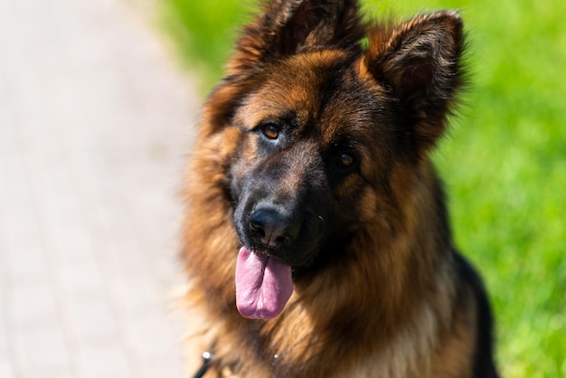 German shepherd longhaired in the city on a leash