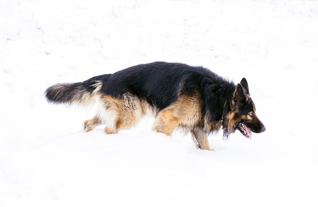 German shepherd longhaired dog posing outside. show dog in\
natural park.