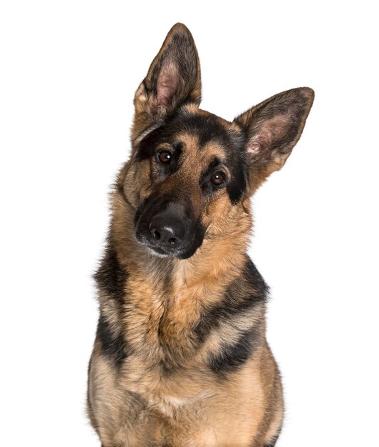 German Shepherd looking at camera against white background