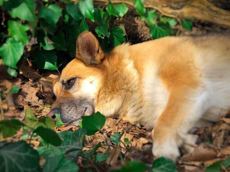 फोटो german shepherd lying down surrounded by green leaves