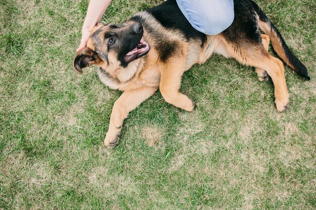 German shepherd lying on green grass with man. Resting dog