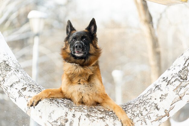 German Shepherd made a funny snout trying to jump over a tree