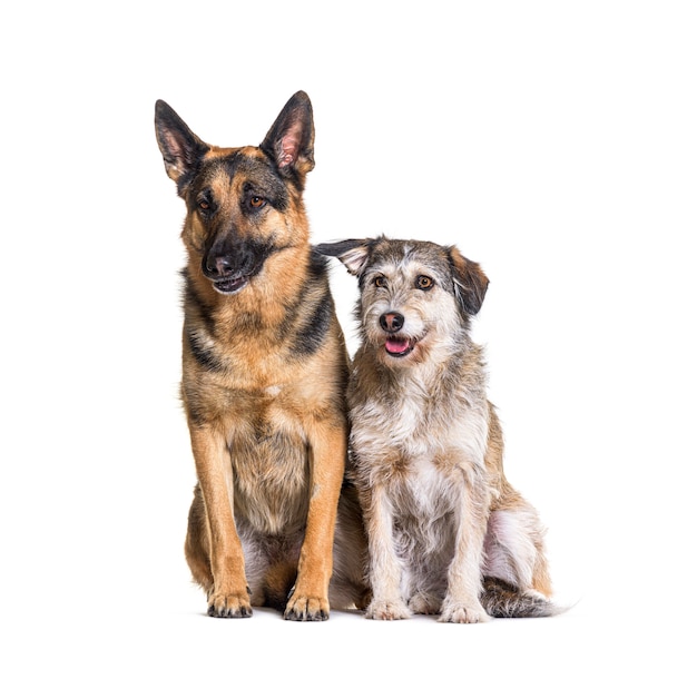 German shepherd and mixed breed dog dog sitting, isolated on white