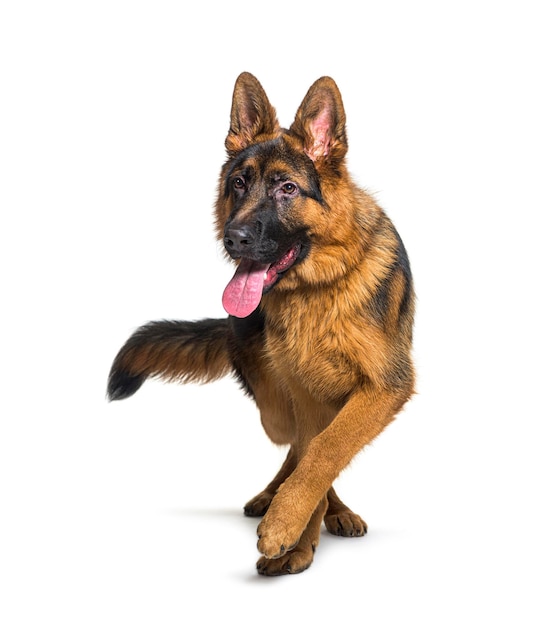 German shepherd panting and walking towards the camera isolated on white