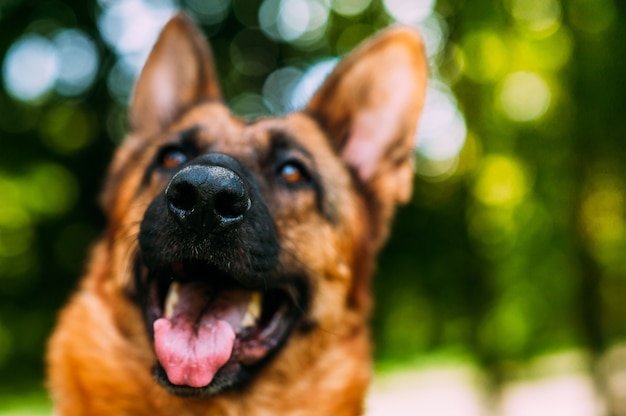 German shepherd in the park